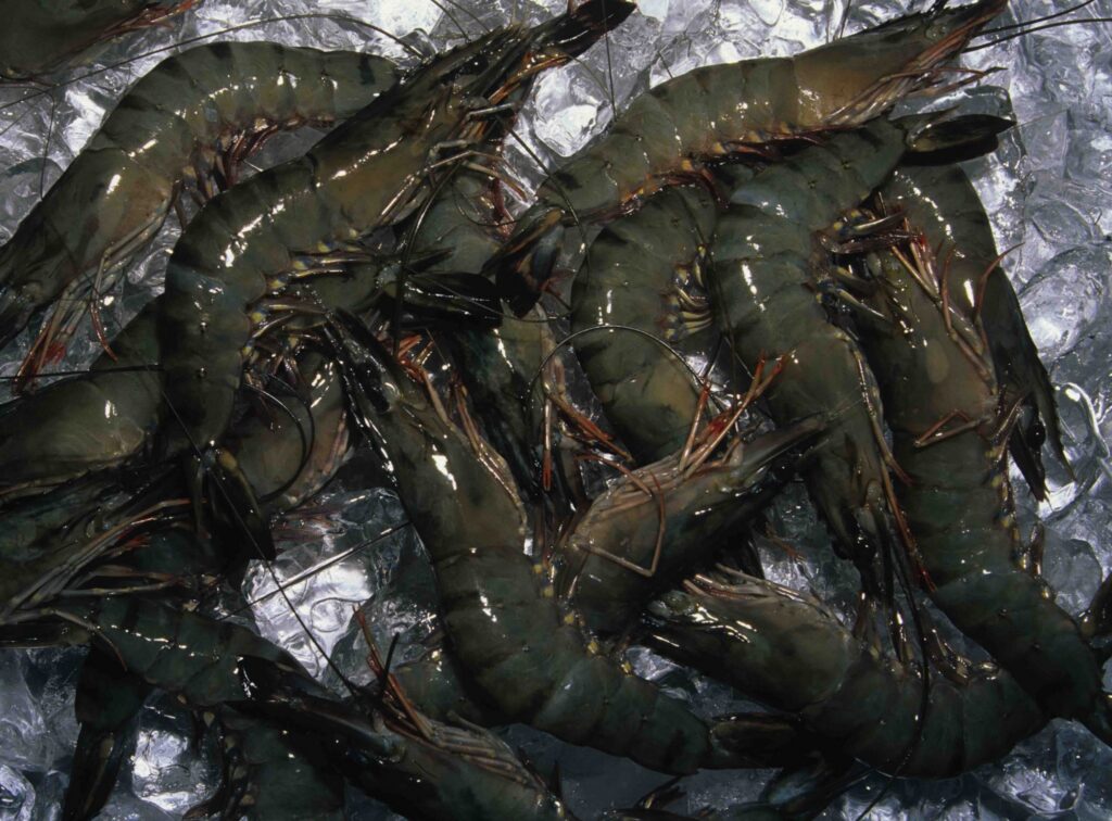 Black Tiger Prawn