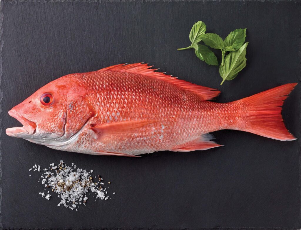 Red Snapper