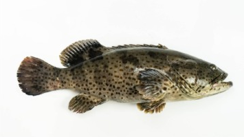 grouper