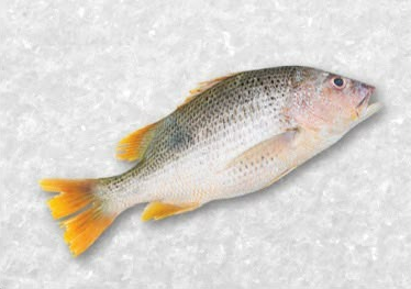 red snapper
