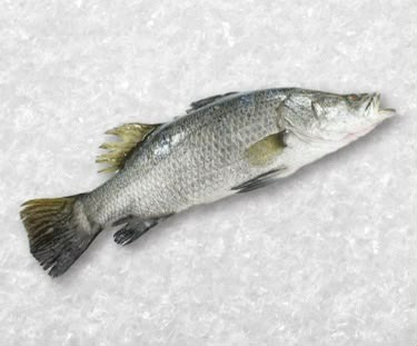 seabass (siakap)