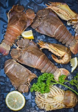 slipper lobster