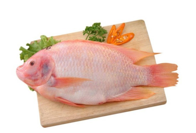 red tilapia